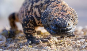 gila monster rattlesnake