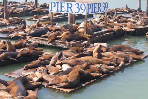 sea lion pier 39