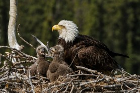 eaglets names