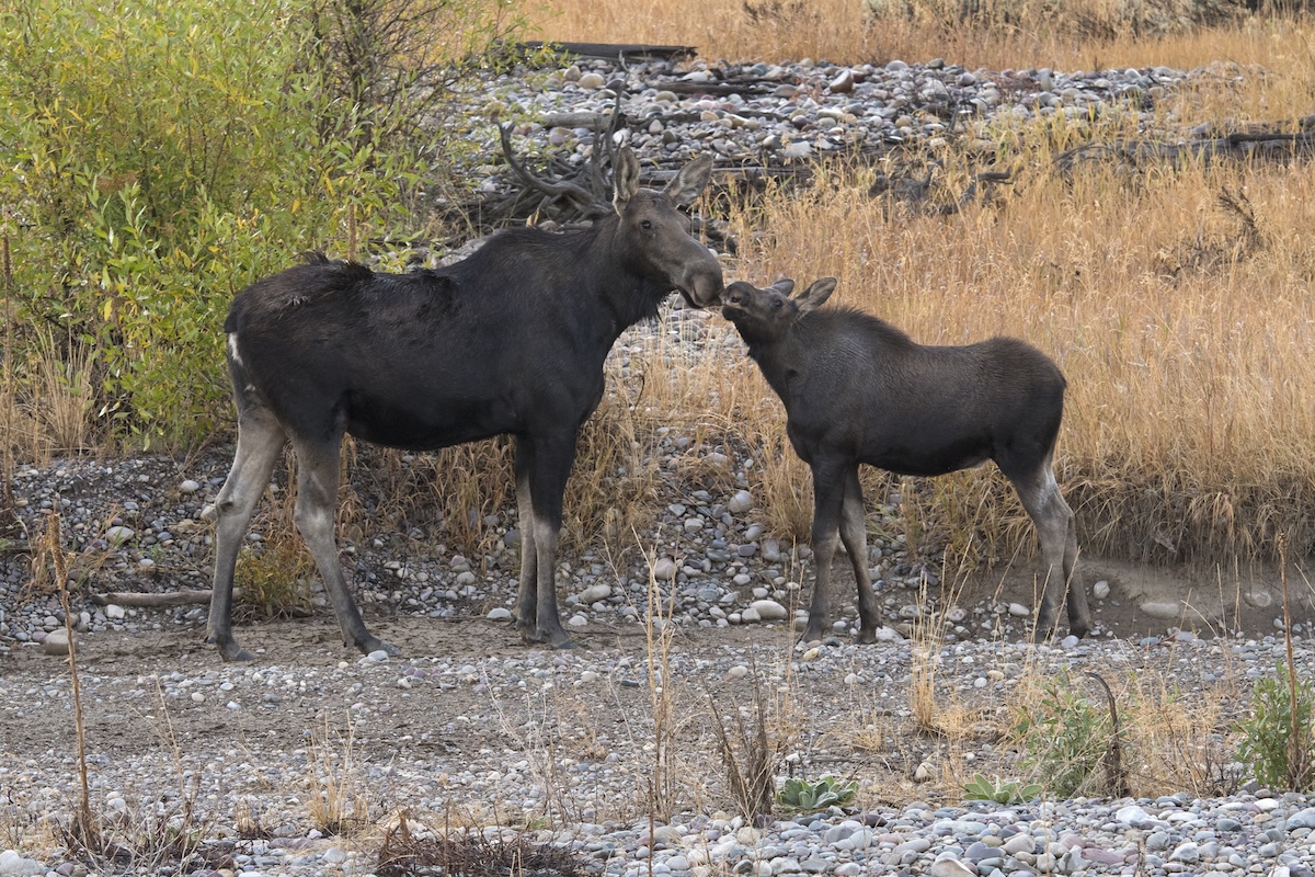 moose attack colorado