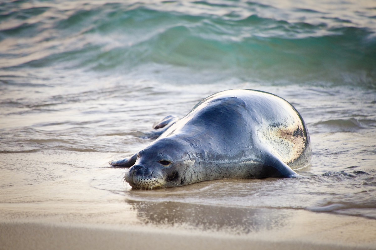 rock monk seal