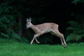 drunk deer french