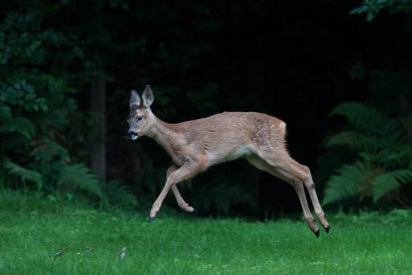 drunk deer french