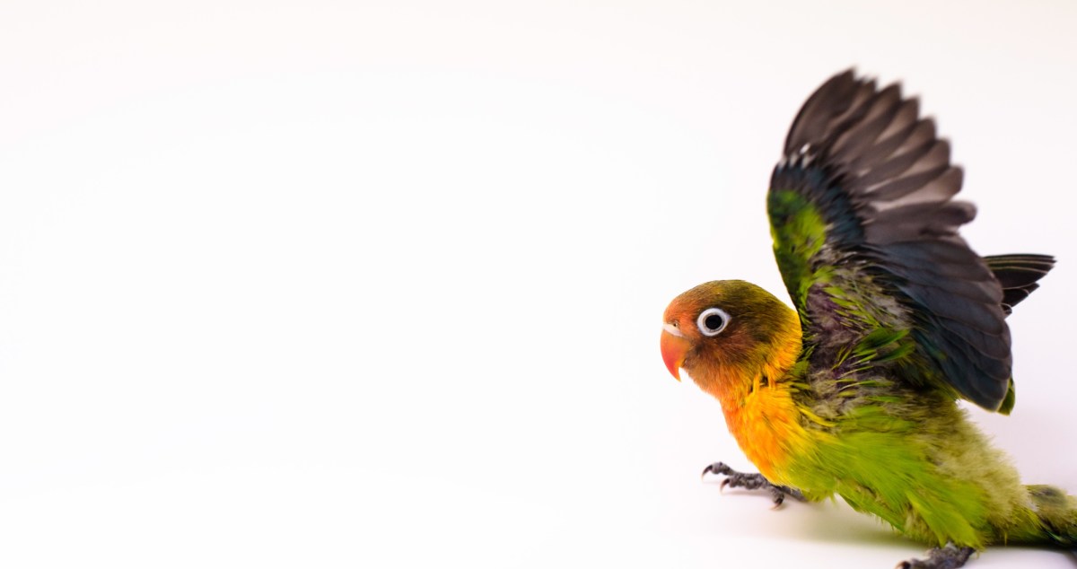 Pet Owner Finds A Way For His Injured Bird To Experience Flight Again