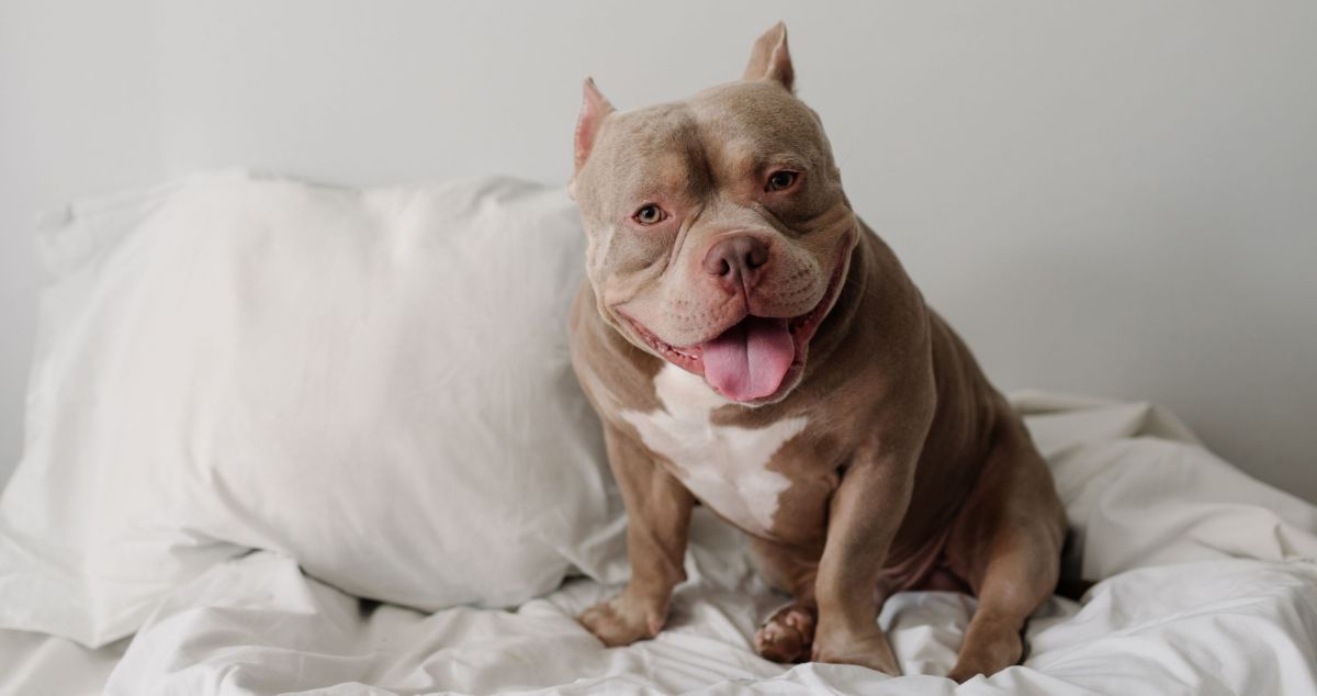 Shelter Dog Steals Hearts As She Enjoys A Piggyback Ride From Her New Mom