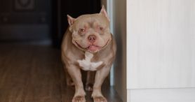 Shelter Dog Steals Hearts As She Enjoys A Piggyback Ride From Her New Mom