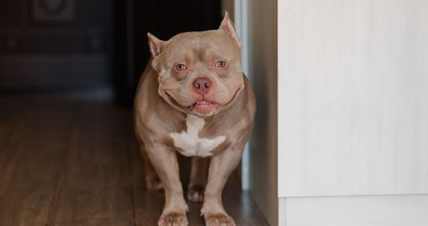 Shelter Dog Steals Hearts As She Enjoys A Piggyback Ride From Her New Mom