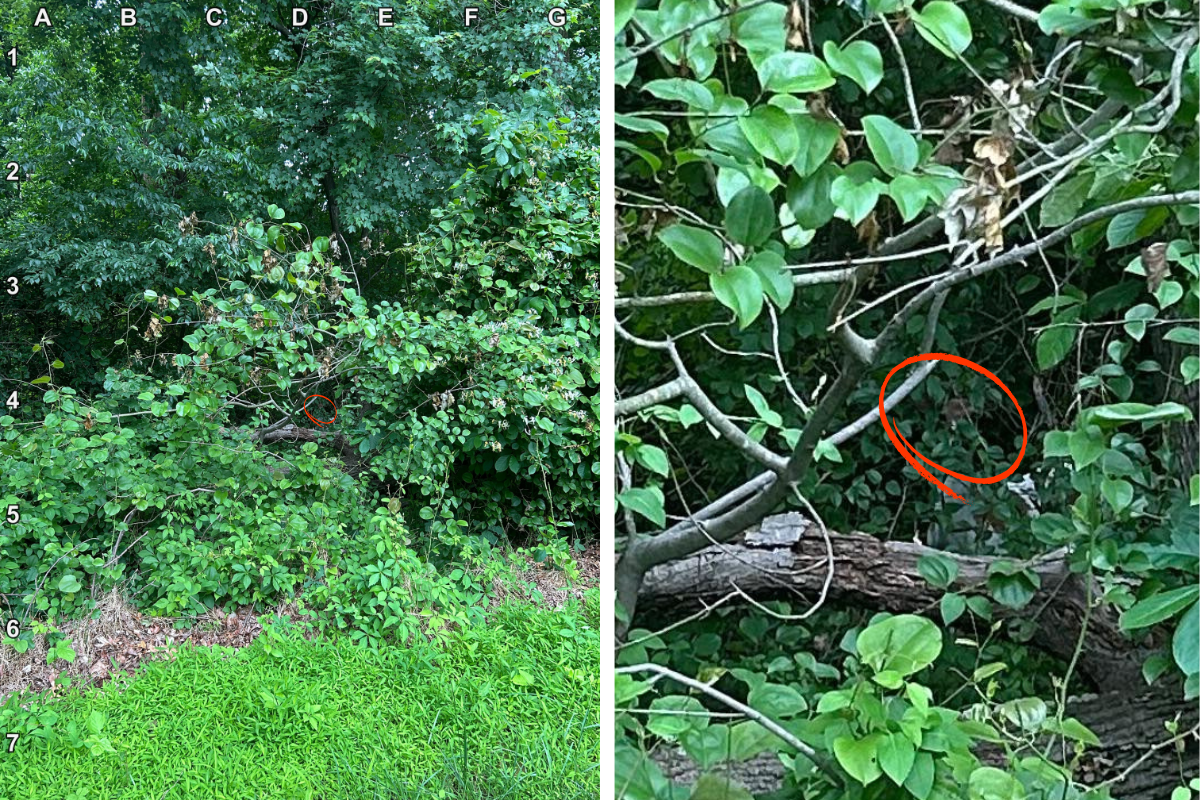 find the deer answer