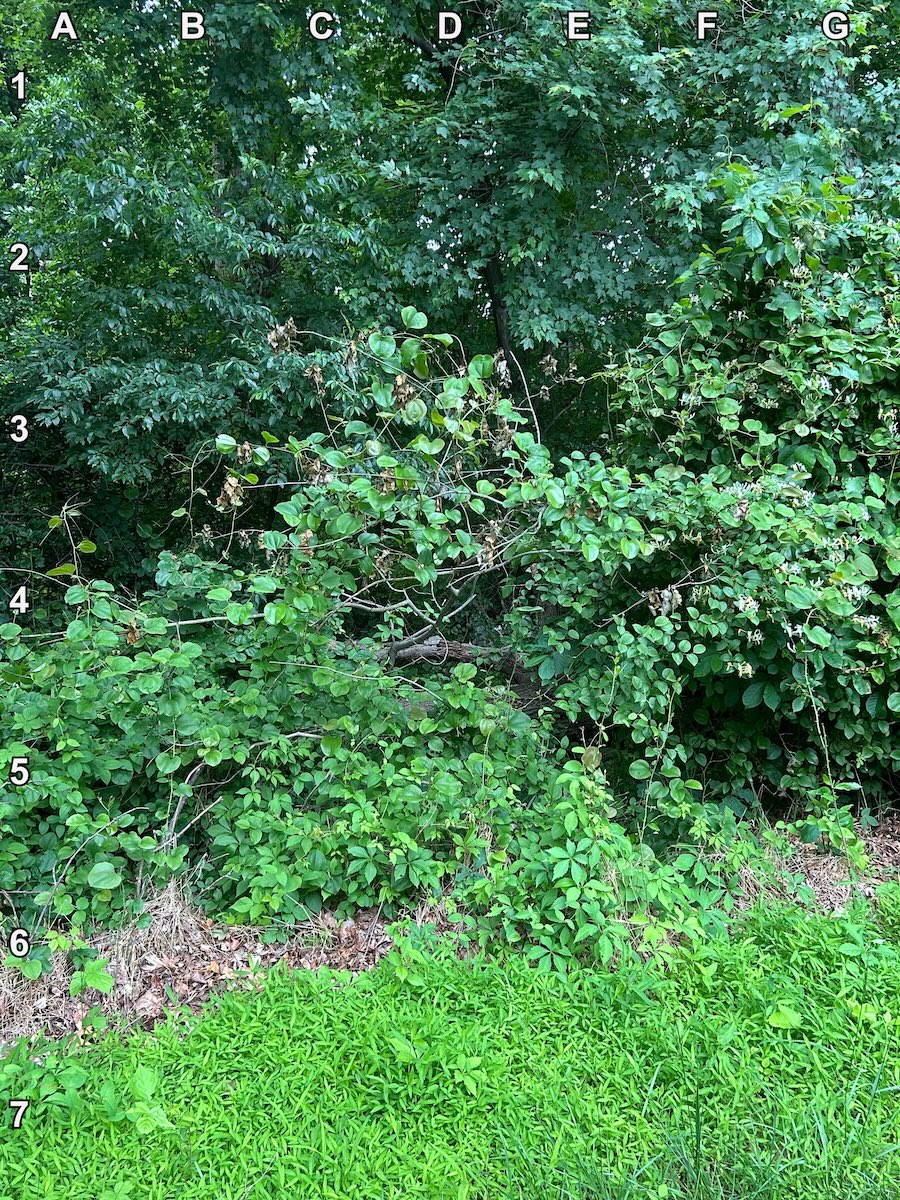 find the deer