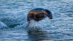 sea lion canoe paddlers