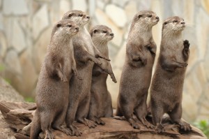otters trail cam