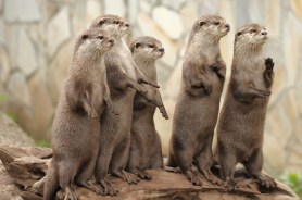 otters trail cam