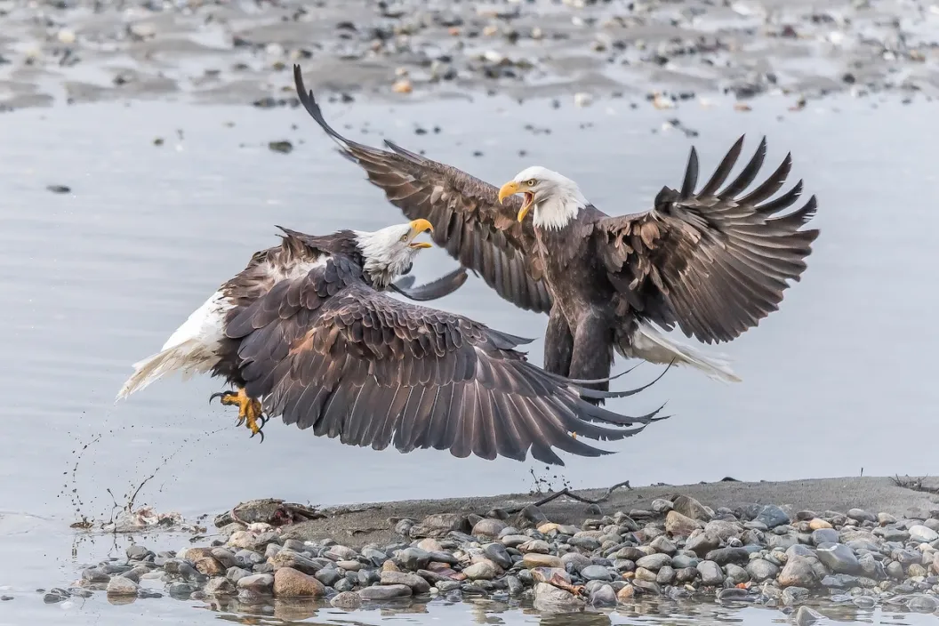 bald eagles wrestle