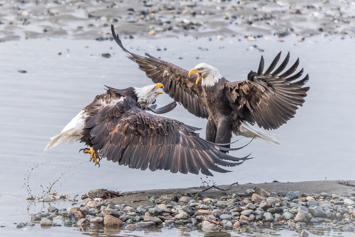 bald eagles wrestle