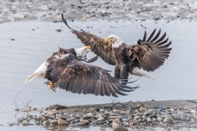 bald eagles wrestle