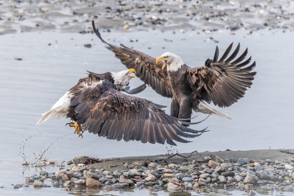 bald eagles wrestle