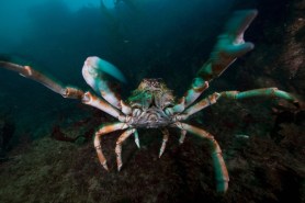 crab fisherman
