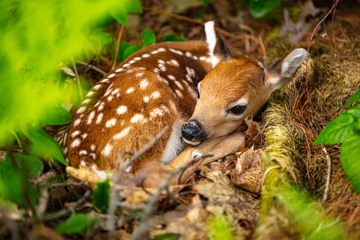 baby deer dog