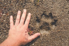 mountain lion trail tips