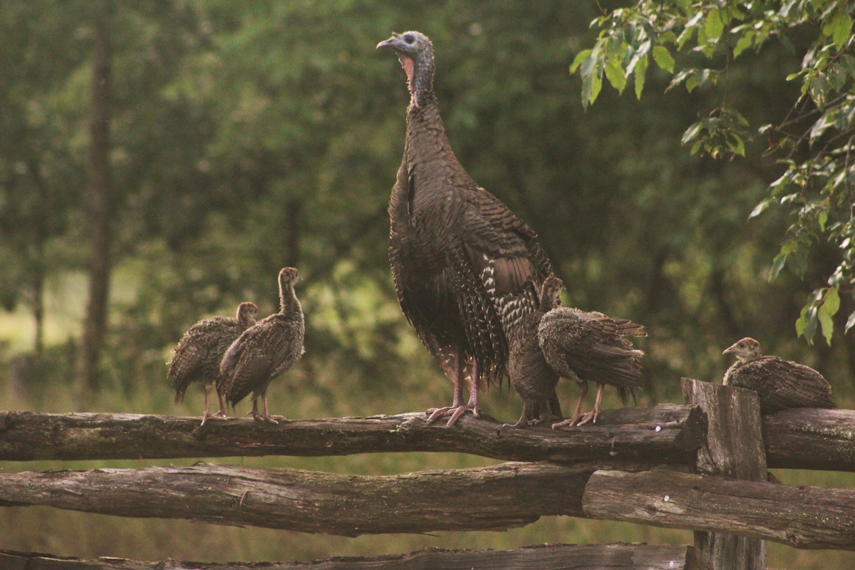 wild turkey umbrella