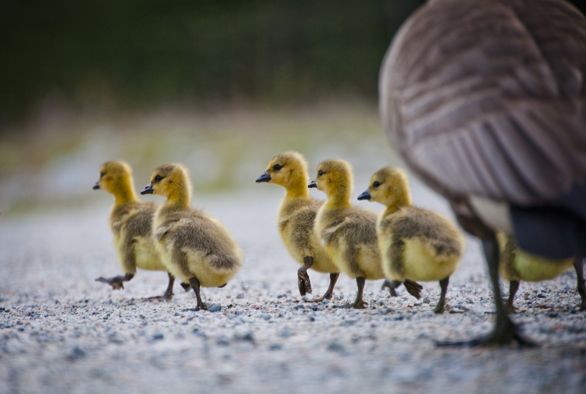 police geese family