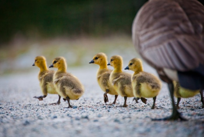 police geese family