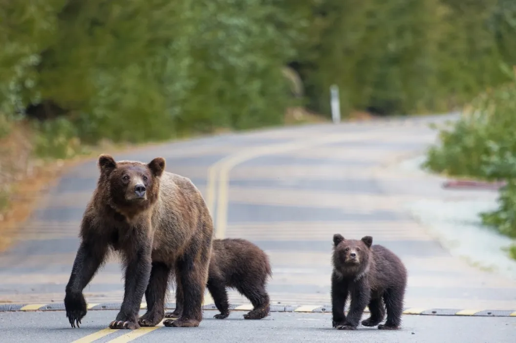 grizzly bear family road grand teton