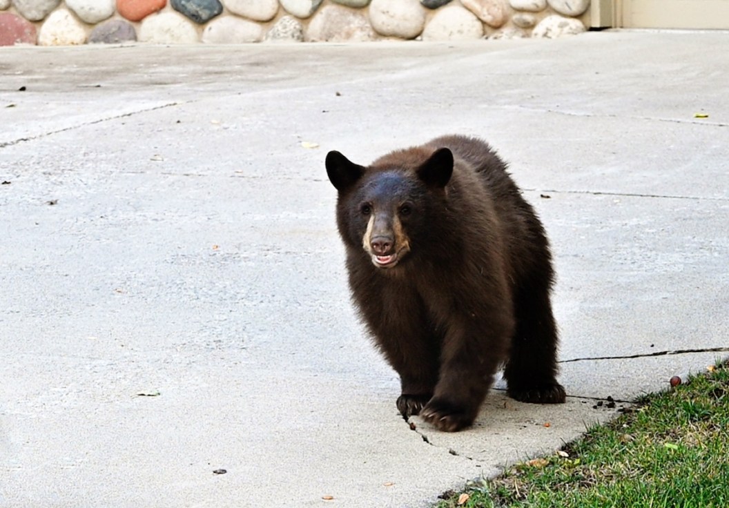 black bear charges screen door