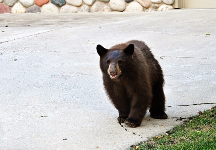black bear charges screen door