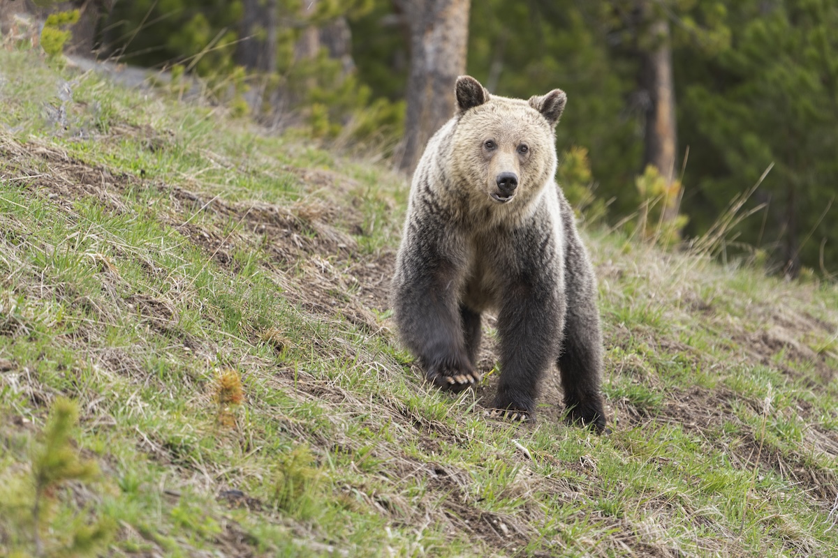 grizzly bear viral video