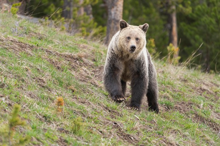 grizzly bear viral video