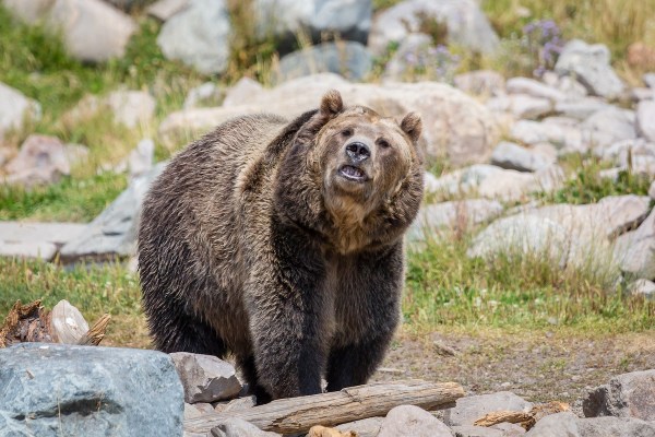 grizzly bear crane