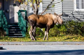 moose tetherball