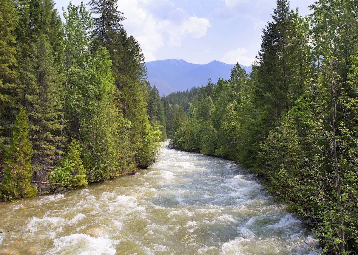 bear swept down river