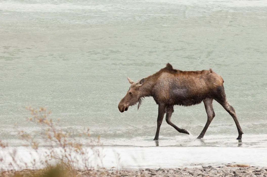 moose frozen lake