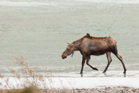 moose frozen lake