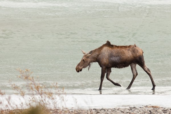 moose frozen lake