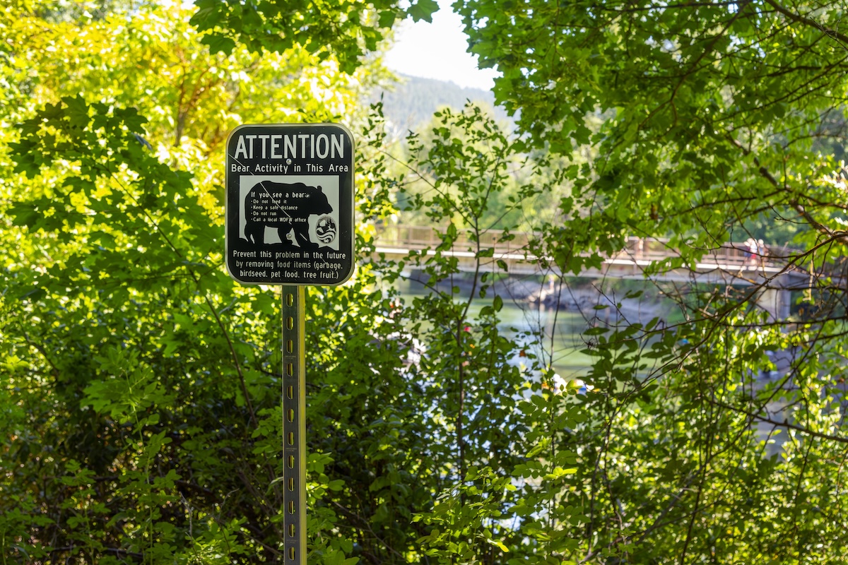 bear attack washington
