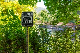 bear attack washington