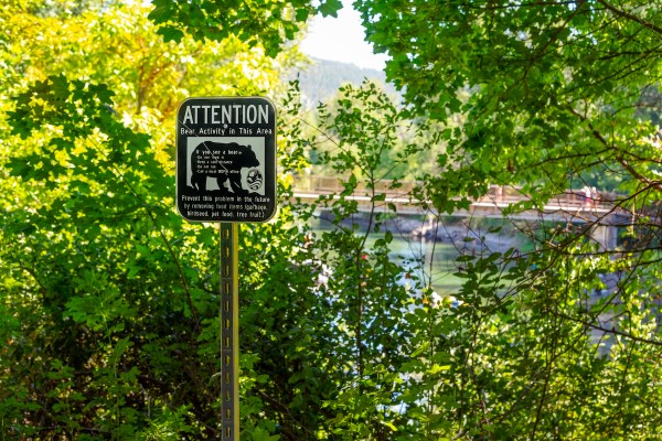 bear attack washington