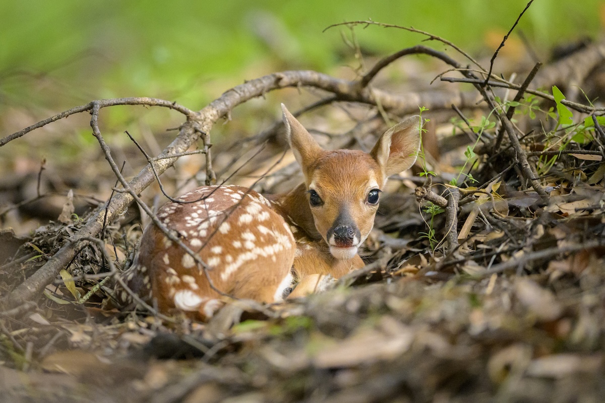 find the fawn