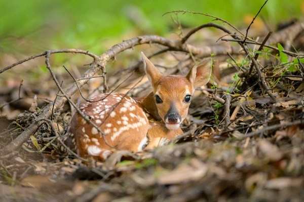 find the fawn