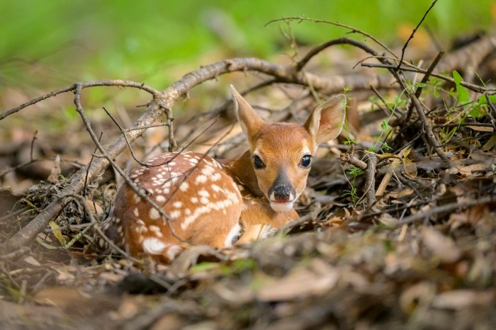 find the fawn