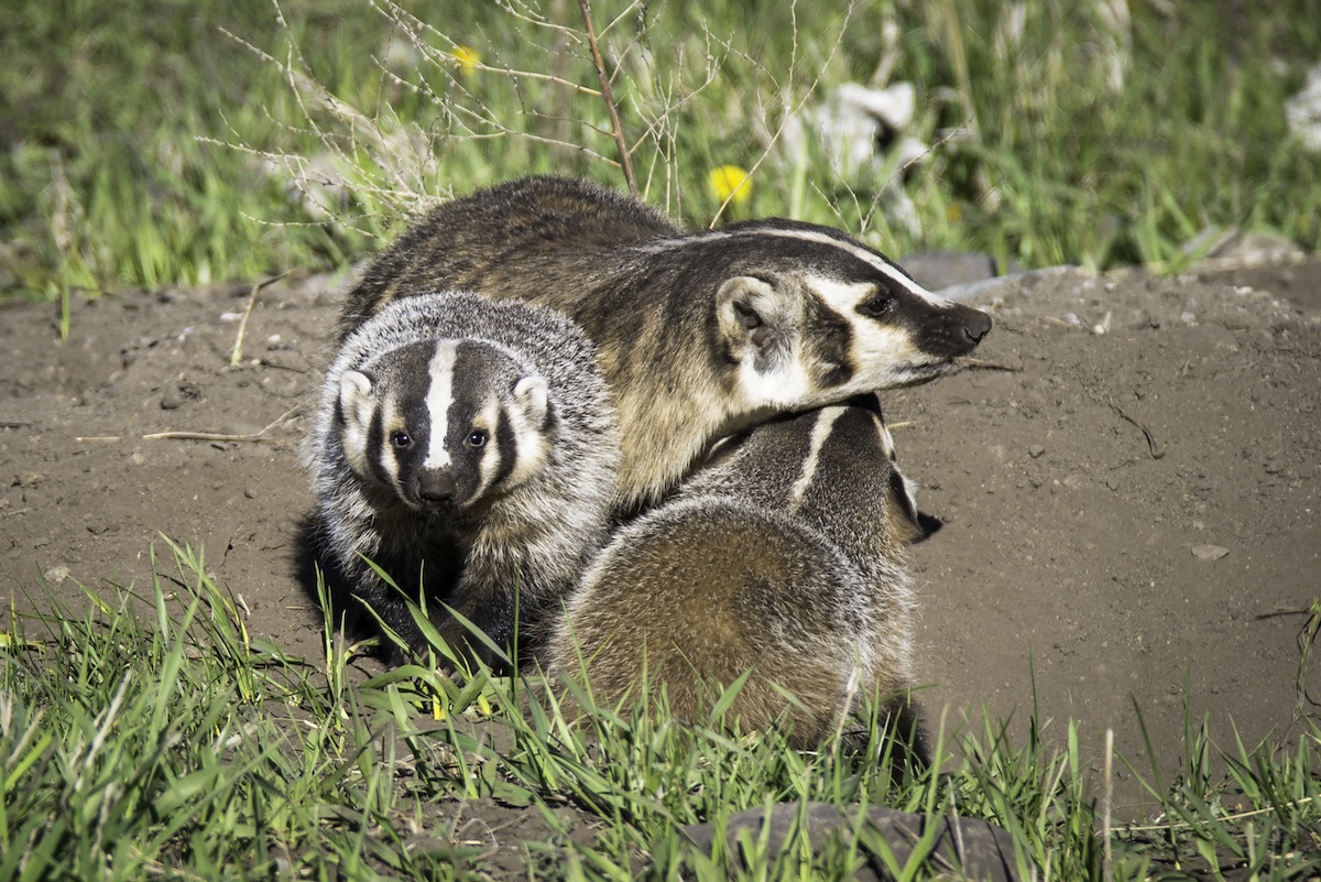badgers rare group