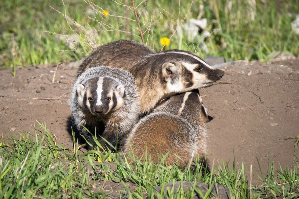 badgers rare group