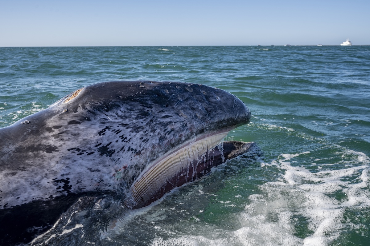 hydrofoil gray whale
