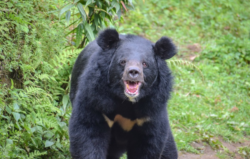 bear chases man japan