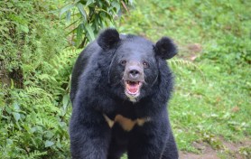 bear chases man japan