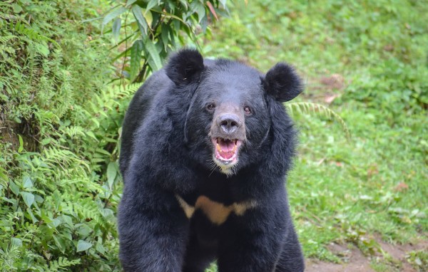 bear chases man japan