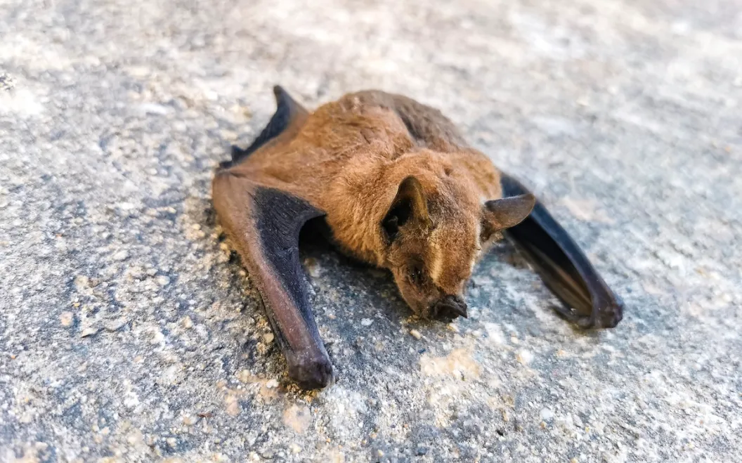 Dead bat white sands national Park